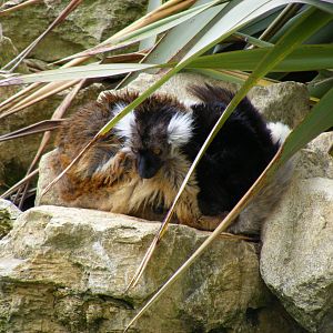 Black lemurs at Cotswold Wildlife Park, 3 May 2010