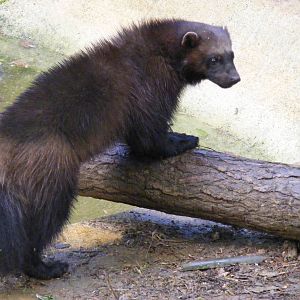 Wolverine at Cotswold Wildlife Park, 3 May 2010