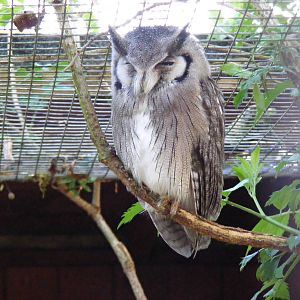 Northern white-faced owl at Cotswold Wildlife Park, 3 May 2010