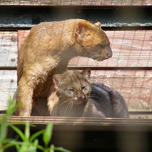 Jaguarundi mother and kitten at Cotswold Wildlife Park, 3 May 2010