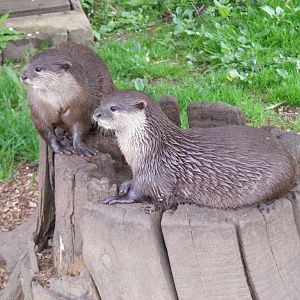 Archie and Ellie the Asian small-clawed otters at Cotswold Wildlife Park, 3