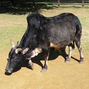 Dwarf zebu at Cotswold Wildlife Park, 3 May 2010