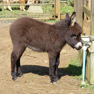 Miniature donkey at Cotswold Wildlife Park, 3 May 2010