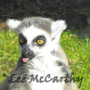 Ring Tailed Lemur