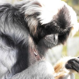 Pileated Gibbon Female