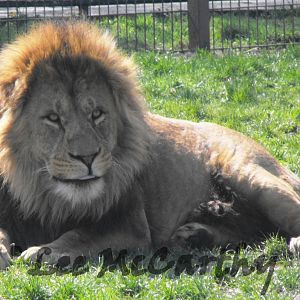 Wallace Male African Lion