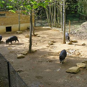 White-lipped peccaries at Cotswold Wildlife Park, 3 May 2010