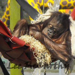 Female Bornean Orangutan
