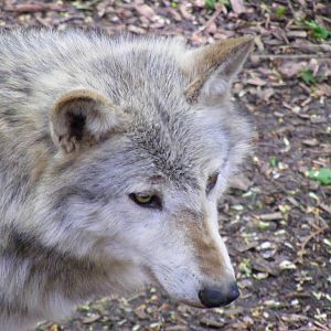Canadian timber wolf at Cotswold Wildlife Park, 3 May 2010