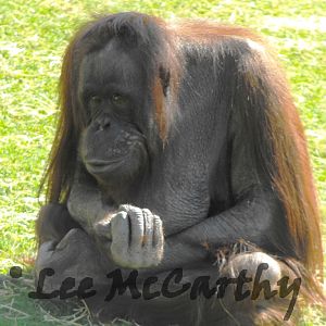 Female Orangutan