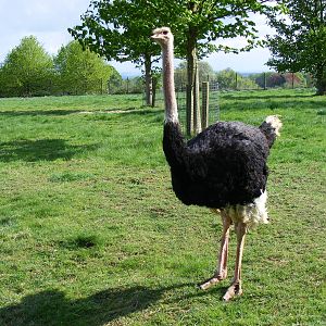 Ostrich at Cotswold Wildlife Park, 3 May 2010