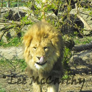 Wallace Male African Lion