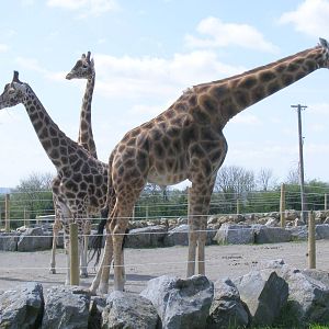 Taharqa, Rafiki and Zulu the giraffes at Folly Farm Zoo, 2 May 2010
