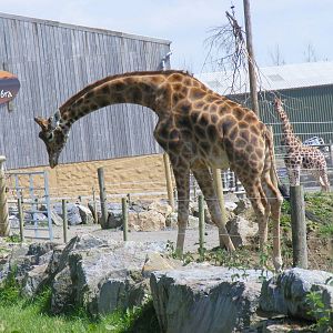 Giraffes at Folly Farm Zoo, 2 May 2010