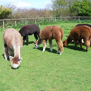 Alpacas at Folly Farm Zoo, 2 May 2010