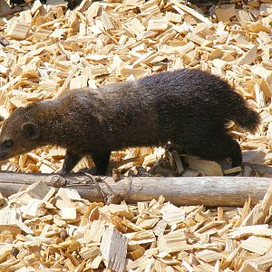 Cusimanse at Folly Farm Zoo, 2 May 2010