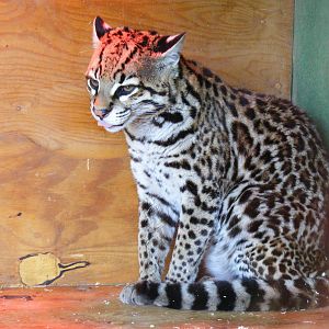 Carlos the ocelot at Folly Farm Zoo, 2 May 2010