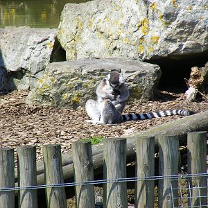 Ring-tailed lemur with baby at Folly Farm Zoo, 2 May 2010