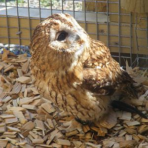 Tawny owl at Folly Farm Zoo, 2 May 2010