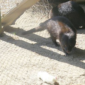 Marsh mongooses at Folly Farm Zoo, 2 May 2010