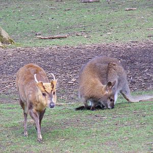 Jax the Reeves muntjac and Bennett's wallaby at Manor House Wildlife Park,