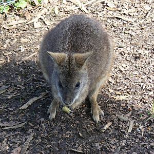 Parma wallaby at Manor House Wildlife Park, 2 May 2010