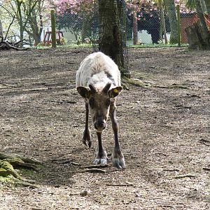 Reindeer at Manor House Wildlife Park, 2 May 2010