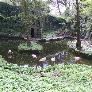 Chilean flamingo enclosure at Manor House Wildlife Park, 2 May 2010