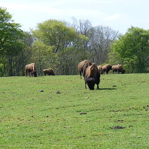 North American bisons at Manor House Wildlife Park, 2 May 2010