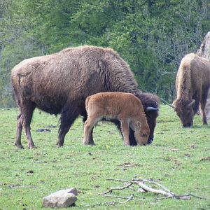 North American bisons at Manor House Wildlife Park, 2 May 2010