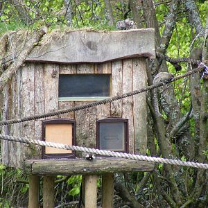 Common marmosets at Manor House Wildlife Park, 2 May 2010