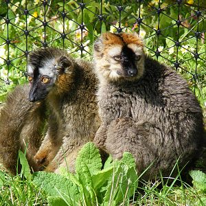Red-fronted lemurs at Manor House Wildlife Park, 2 May 2010