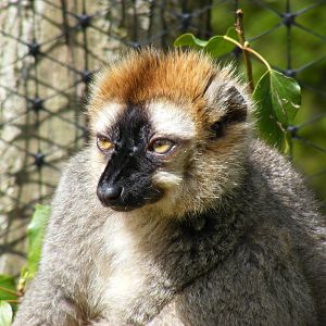 Red-fronted lemur at Manor House Wildlife Park, 2 May 2010