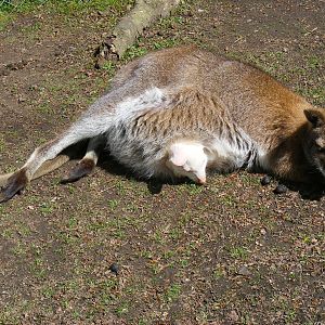 Bennett's wallaby with albino joey at Manor House Wildlife Park, 2 May 2010