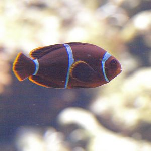 Anemone clownfish