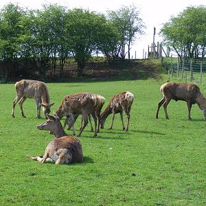 Red deer at Noah's Ark Zoo Farm, 1 May 2010