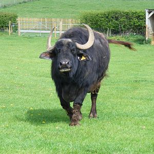 Bridget the water buffalo at Noah's Ark Zoo Farm, 1 May 2010