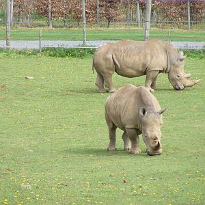 Rumba and Rumbull the white rhinos at Noah's Ark Zoo Farm, 1 May 2010