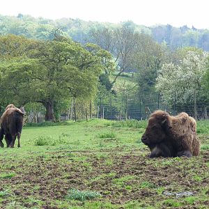 Bertha and Busta the American bisons at Noah's Ark Zoo Farm, 1 May 2010