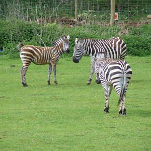 Zebras at Noah's Ark Zoo Farm, 1 May 2010