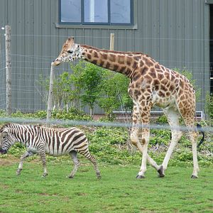 Zebra and Gerald the giraffe at Noah's Ark Zoo Farm, 1 May 2010