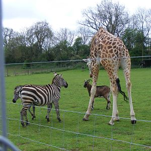 Zebras, Arthur the Anglo nubian goat and Gerald the giraffe at Noah's Ark Z