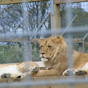 African lion at Noah's Ark Zoo Farm, 1 May 2010