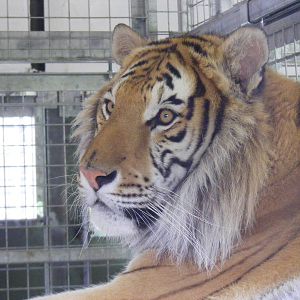 Tanvir the tiger at Noah's Ark Zoo Farm, 1 May 2010