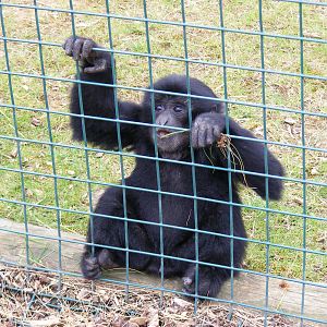 Sultana the siamang gibbon at Noah's Ark Zoo Farm, 1 May 2010