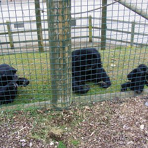 Samson, Salome and Sultana the siamang gibbons at Noah's Ark Zoo Farm, 1 Ma