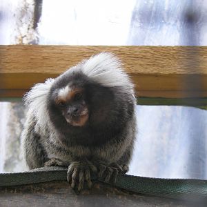 Common marmoset at Noah's Ark Zoo Farm, 1 May 2010