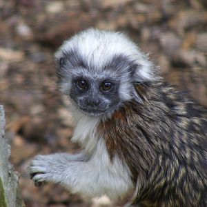 Cotton-top tamarin at Noah's Ark Zoo Farm, 1 May 2010