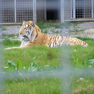 Tanvir the tiger at Noah's Ark Zoo Farm, 1 May 2010
