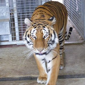 Tiana the tiger at Noah's Ark Zoo Farm, 1 May 2010